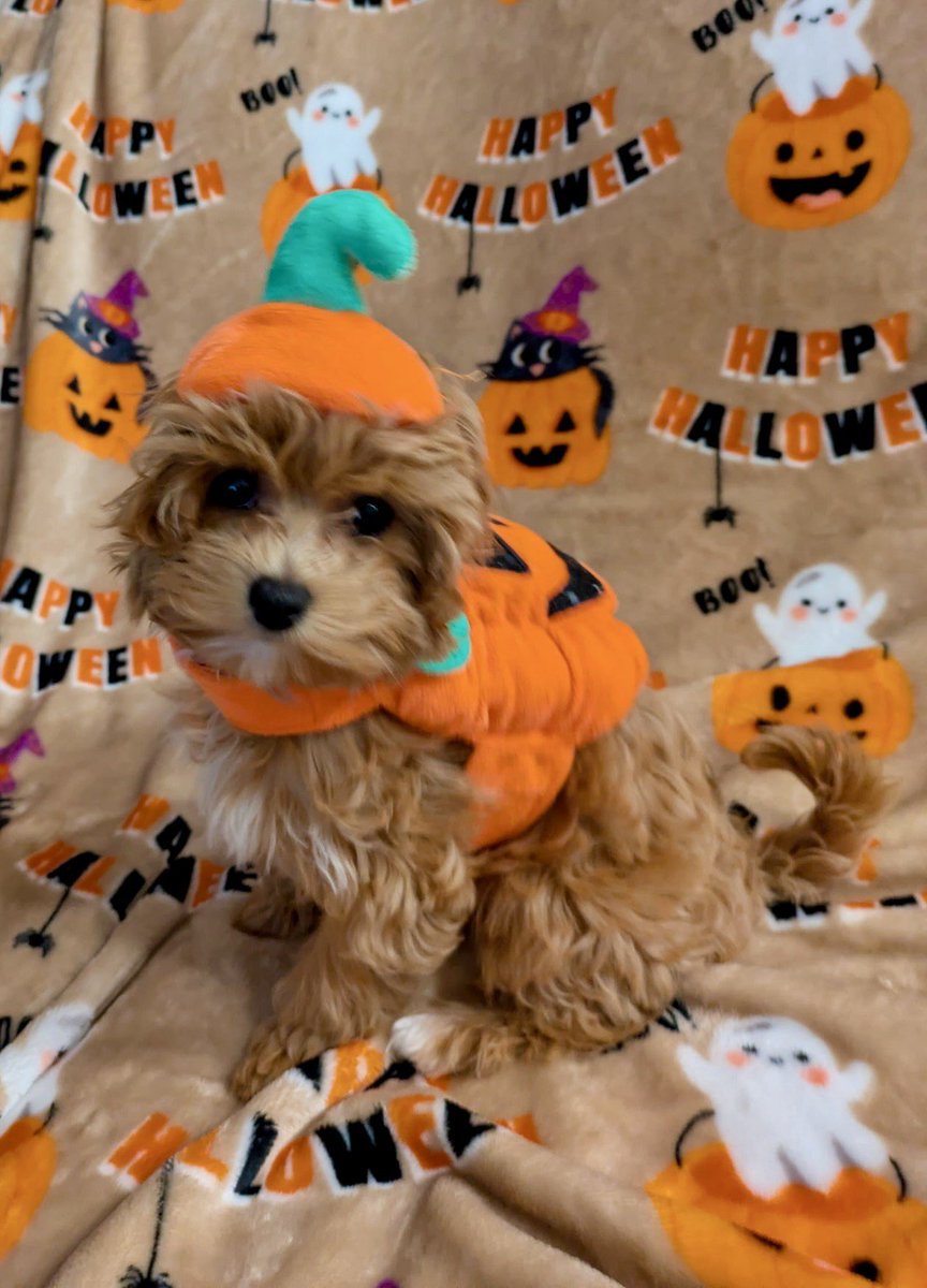 CostQuest Associates tweet media