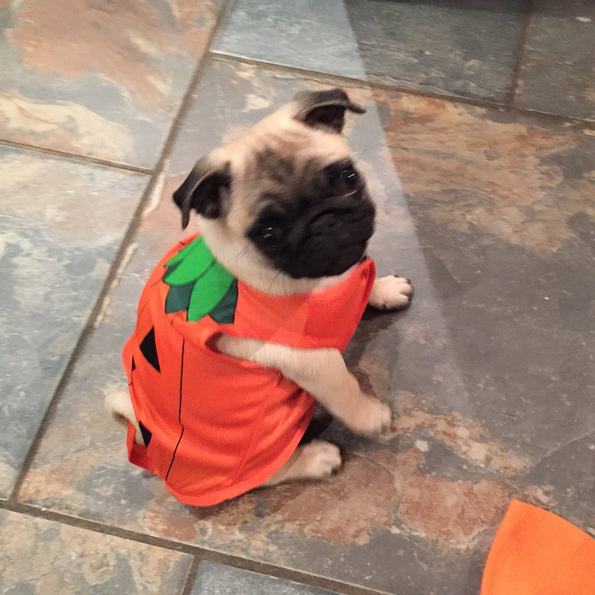 Inspired by others’ dogs in costumes. A flash back to little Budge’s  first Halloween 🎃