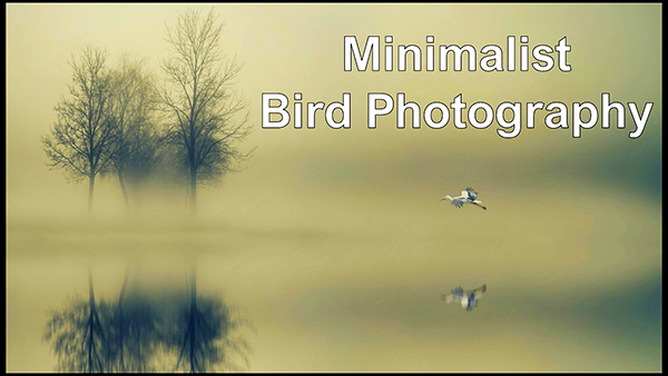 shutterbug's tweet image. Minimalist bird photography: Stunning clean shots tinyurl.com/2thdpnt9 (VIDEO)