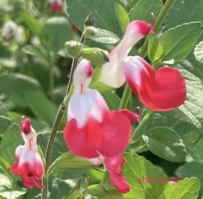 あづさねね サイン有り 8cmCDシングル OK 花SAKU祭り 匿名配送 CUTIE STREET【Official】 on X