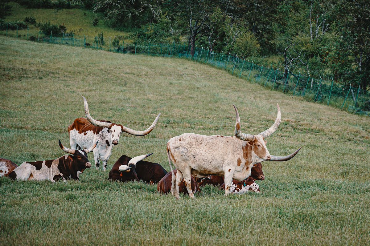 TXHappens's tweet image. Texas Longhorn Cattle Grazing — Modern Photo
Texas Longhorns, famed for their resilience and distinctive horns, shaped cattle ranching traditions since the Spanish era. Today, they remain an icon of the Lone Star State.
#TexasLonghorns #TexasCattle #RanchLife