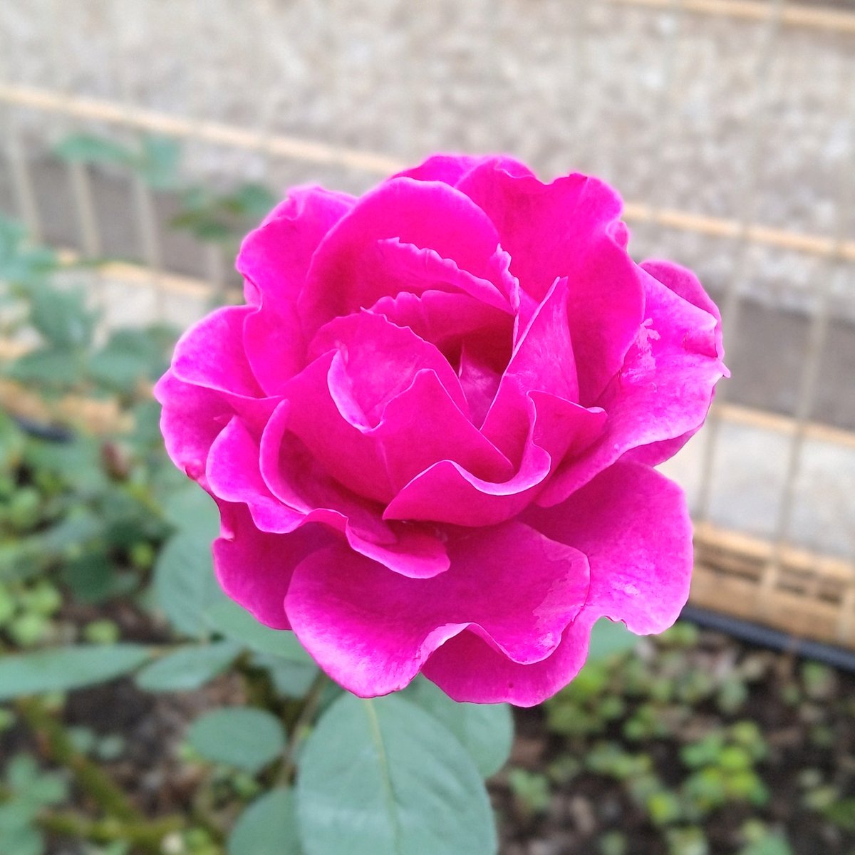 きりちゃん on X きりちゃん on X