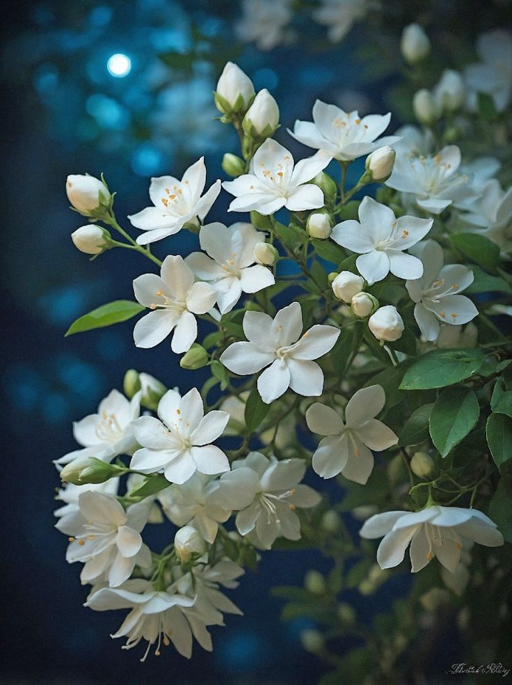 Jasmine on the breeze
Petals brush the dusk - silk hush
Memories of home

#HaikuChallenge ~ Jasmine