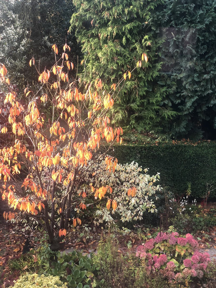 #gardenersworld my youngest is off outside👻 and I have peace and quiet 😜 need to start sweeping up the leaves this weekend 🍂