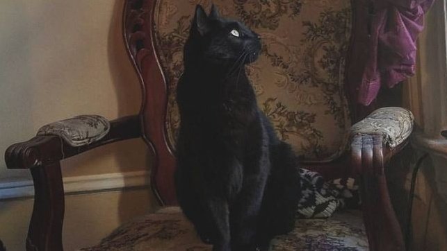 AcademiaDreams's tweet image. 