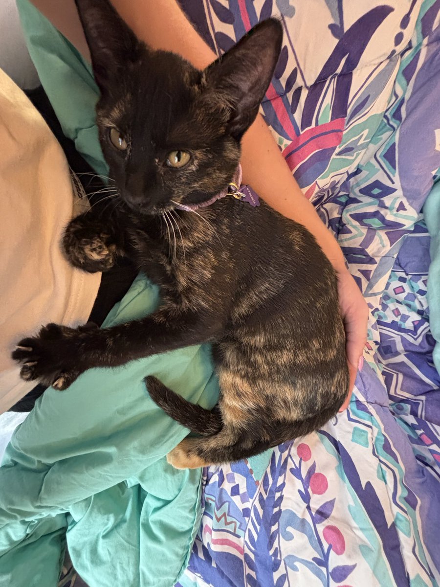 queenhotdog2's tweet photo. Okay fine! I got a cat and I get it now! I get why you call yourself their mother and they are your baby and you’d canceling plans because they fell asleep in your lap https://t.co/uUIK0k70hS