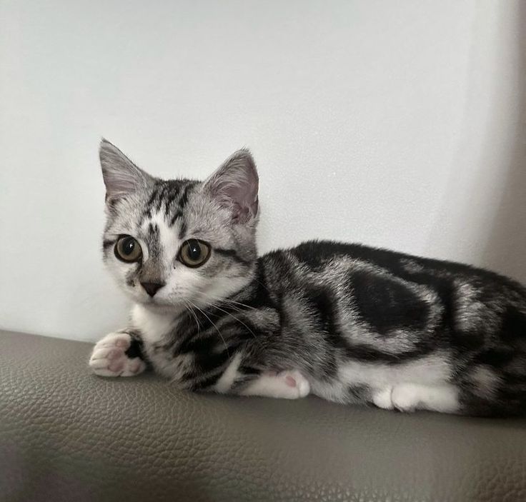 paldoarchives's tweet image. just paldo chillin'

#paldo #loona #paldonation