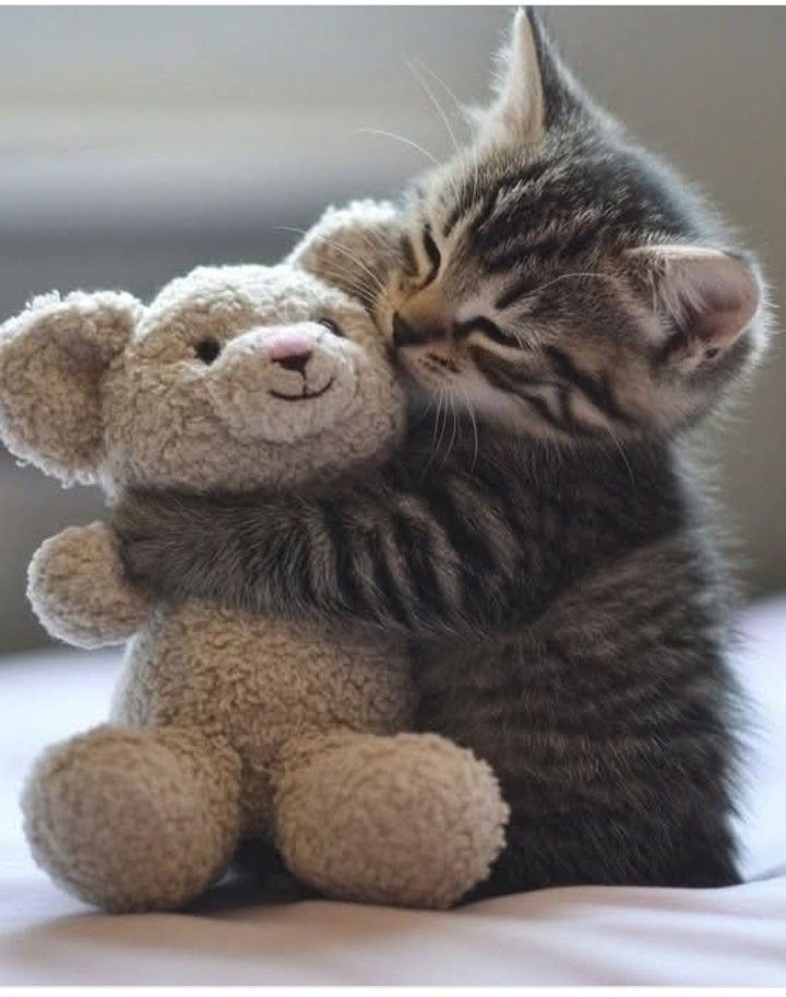 Cute Cats 🐱 (@cutecats_____) on Twitter photo 