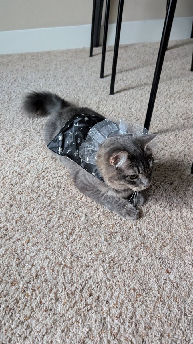 𝐦𝐚𝐫𝐜𝐢𝐞 🍔🦝 LtFOXAWESOME.bsky.social tweet media