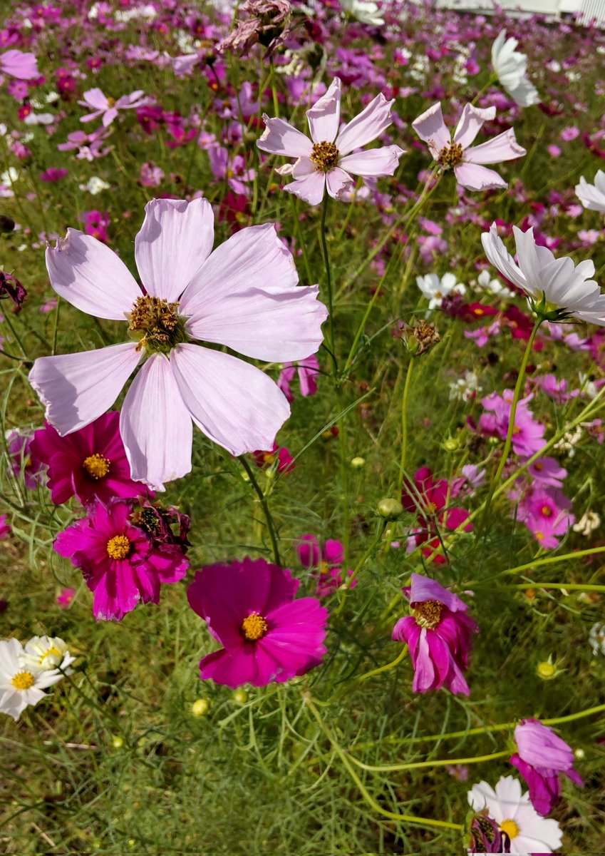 のりこです！ 楽天市場】伸縮水切りバスケット スリム(SN02) ニトリ 【玄関先迄納品
