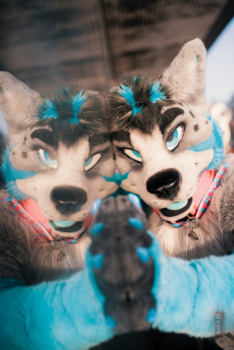 #FursuitFriday Happy Halloween from a wolfdog &lt;3

📷 :<a href="/vlaaacek/">VlaceK</a> &amp; <a href="/martinisnowfox/">🍸雪狐 martinisnowfox.bsky.social</a>