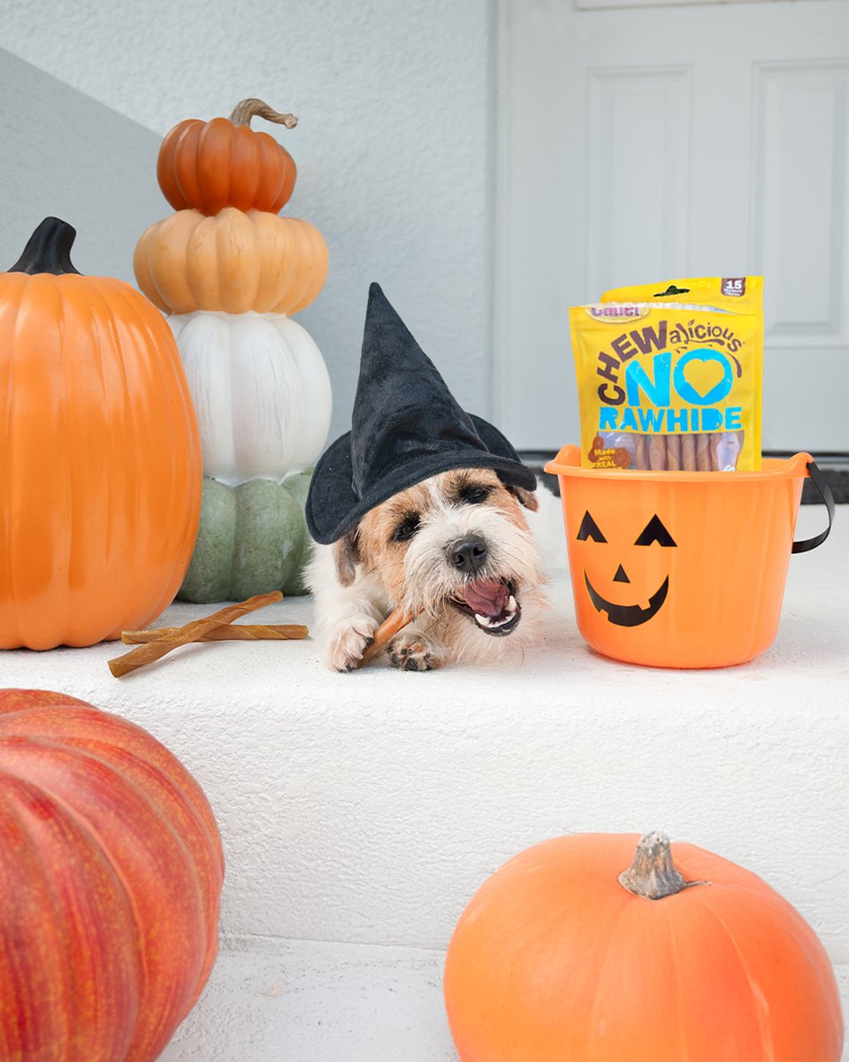 CadetPet's tweet image. Happy Halloween! 🎃 Keep the fun going with Chewalicious Classic Chewy Rolls from Walmart.com. 

bit.ly/4pCiO8p

#CadetPet #Halloween #HappyHalloween #dogtreats #dogchews #dogsofx #dogstagram #walmart