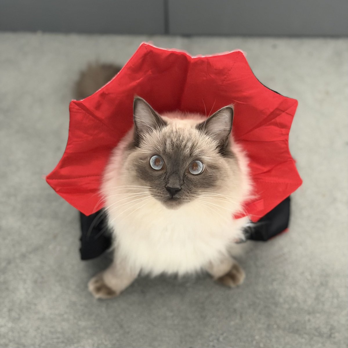 Chris Kyle tweet media