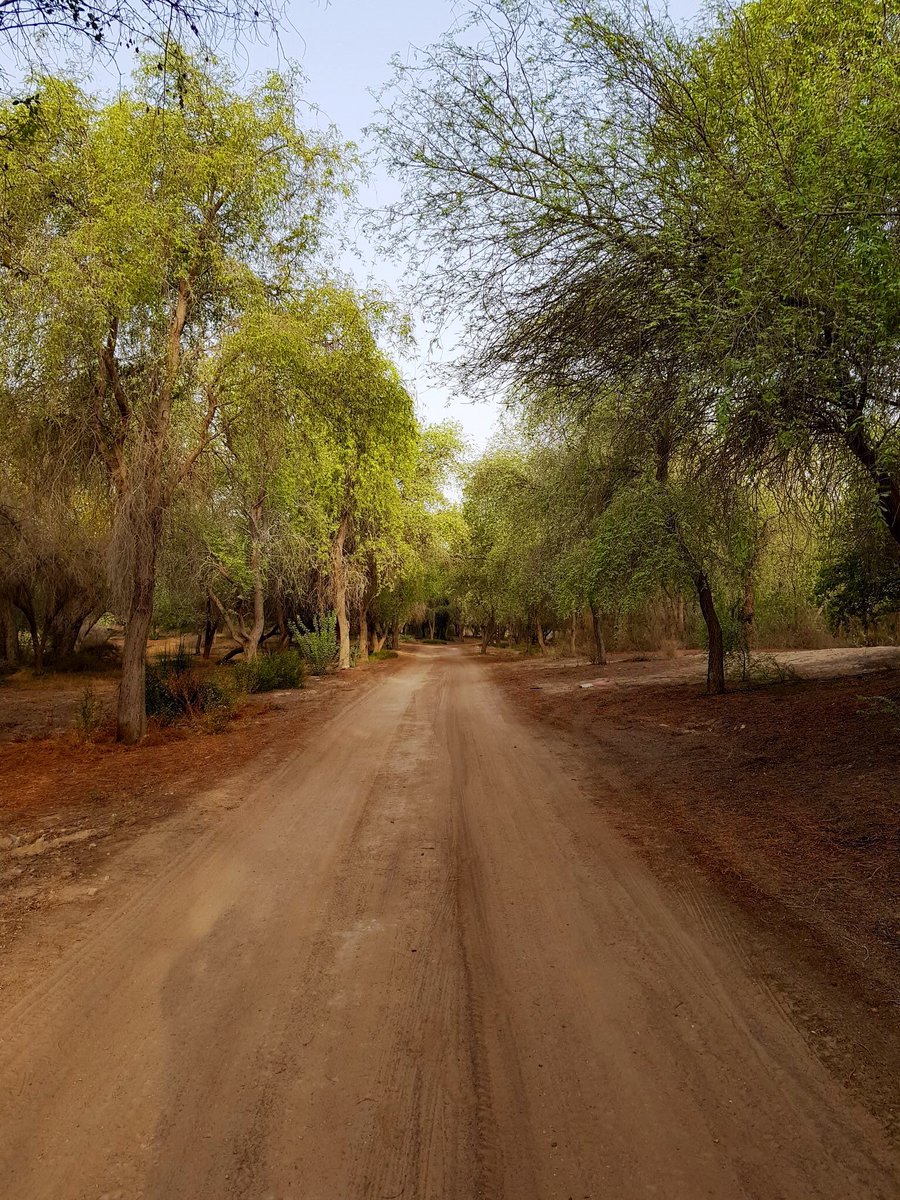 "عبدالكريم الناجم":

علينا أن لا نعاند الطبيعة، بل يجب أن نتماشى معها من أجل تحقيق زراعة مستدامة، فالزراعة الحقيقية هي التي تحمل هويتنا وتراعي بيئتنا، لسنا منطقة استوائية لنسرف بزراعة الأشجار المستوردة، فلنزرع أشجارنا المحلية، حيث يأتي الناس من العالم ليشاهدوا بيئتنا، لا بيئاتهم.