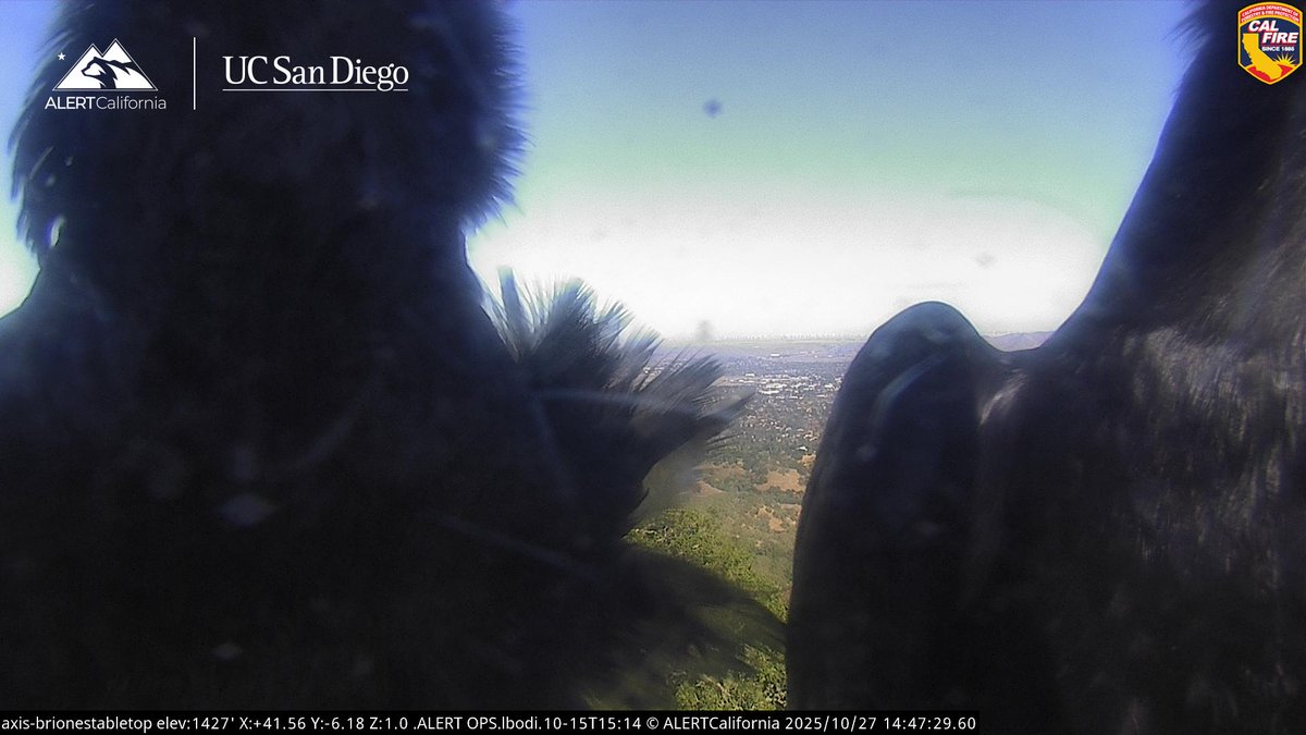 ALERTCalifornia's tweet image. Boo! We see you. These curious ravens were interacting with the reflective camera dome on the ALERTCalifornia Briones Tabletop camera. Happy Halloween 🐦‍⬛ 🎃