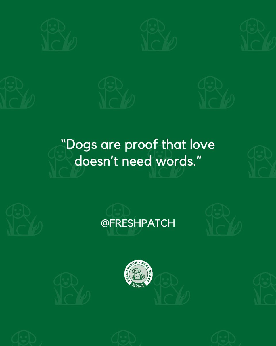 FreshPatch's tweet image. Love comes in four paws and lots of fur 🥰🐾

#FreshPatch #DogParent #CatLover