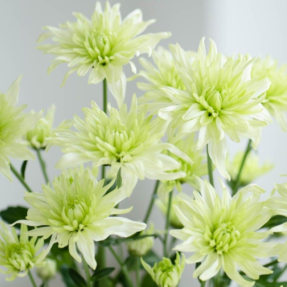 花y…ページです•*¨*•.¸¸☆ プラチナエクスプローラー on X