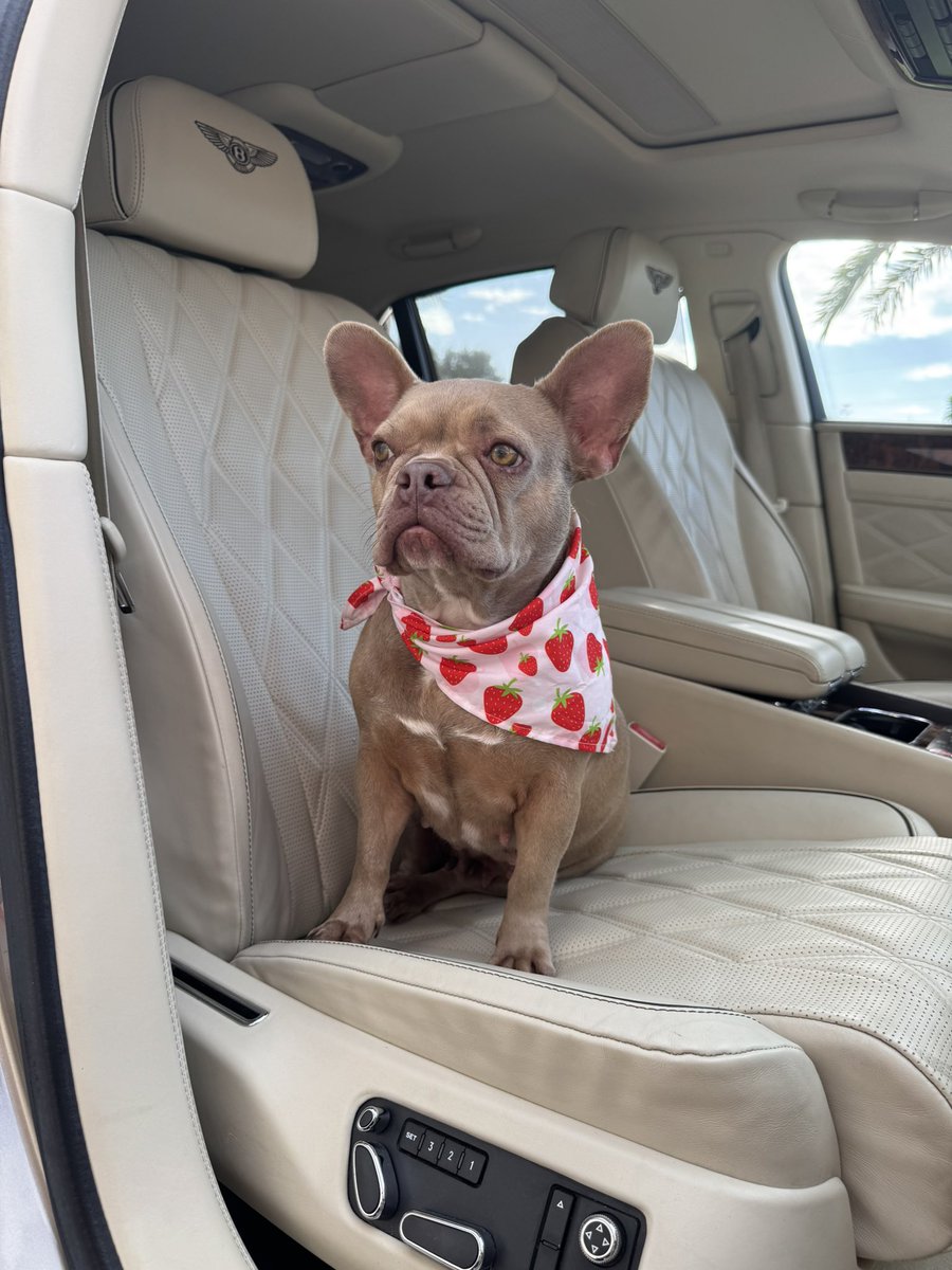 LasBrisaCarWash's tweet image. Happy Hall🎃ween👻🎃 #lasbrisas #carwash #oilchanges #halloween #happyhalloween☠️ #doglovers #miami #florida #work #loveislove