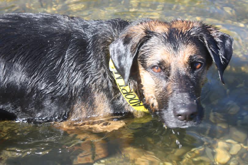 Chili is me, but in dog form — soft-spoken, tired but trying, and powered entirely by snacks and gentle praise.
She’s a 6-year-old German Shepherd mix with “emotionally recovering from a group project” energy. Calm. Cozy. Effortlessly unbothered.✨
 24petconnect.com/SacramentoCoun…