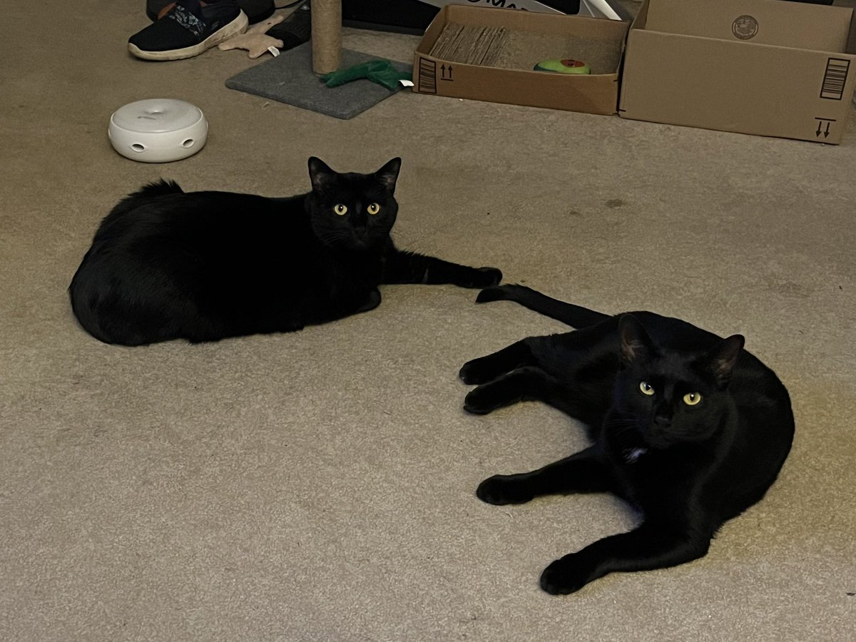 aaronposting's tweet image. Happy Halloween from my cats, who are so dedicated to Halloween that they just look like this year round