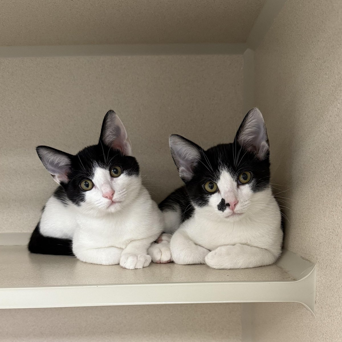 Friends of Bear Cat Rescue tweet media