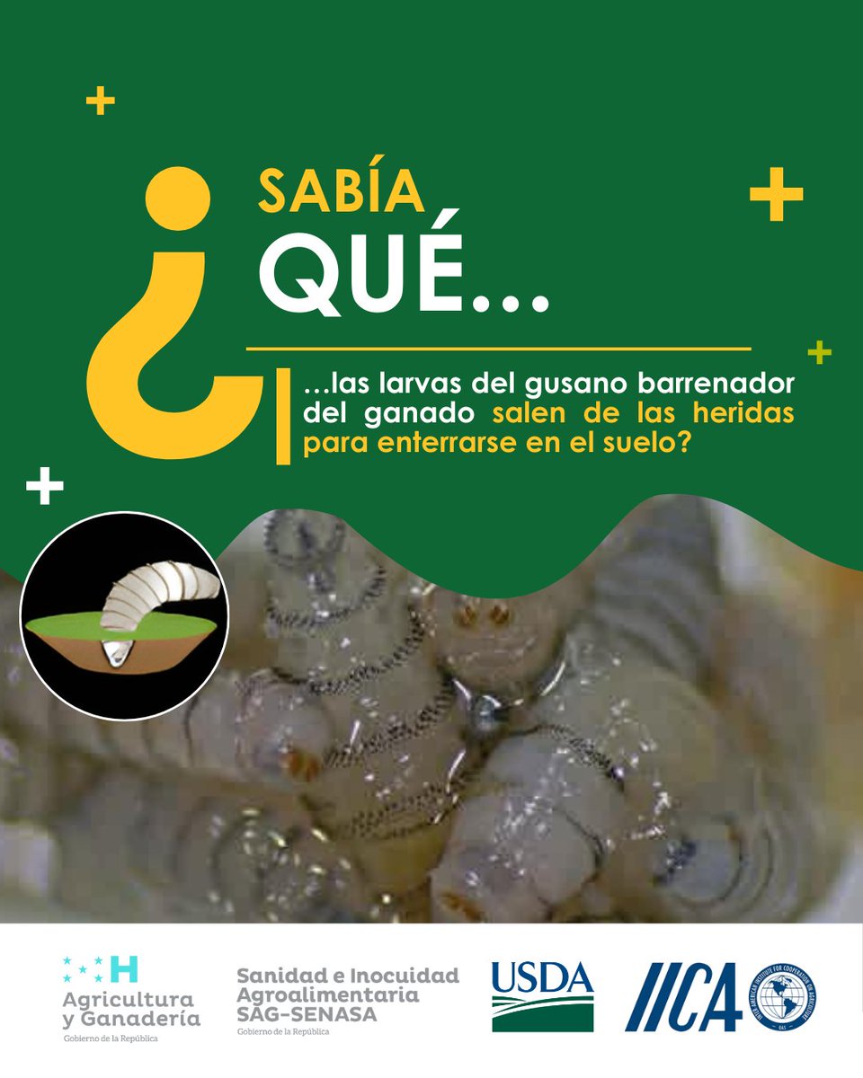 🐄🪱 ¿Sabías que las larvas del gusano barrenador del ganado salen de las heridas para enterrarse en el suelo?
Un ciclo silencioso que amenaza la sanidad animal si no se detecta a tiempo.
👩‍⚕️ Reportar y prevenir es tarea de todos.
#SanidadAnimal #UnaSalud #GanaderíaSostenible