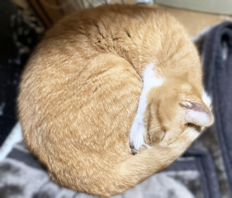 ハッピーにゃんにゃん on X