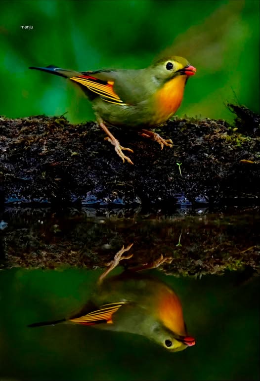 تعلّمت من الطير أن الأغصان المتكسّرة لا تمنعه من الغناء، فأنت أيضاً اجعل قلبك يغني رغم الكسر.
مما راق لي💚