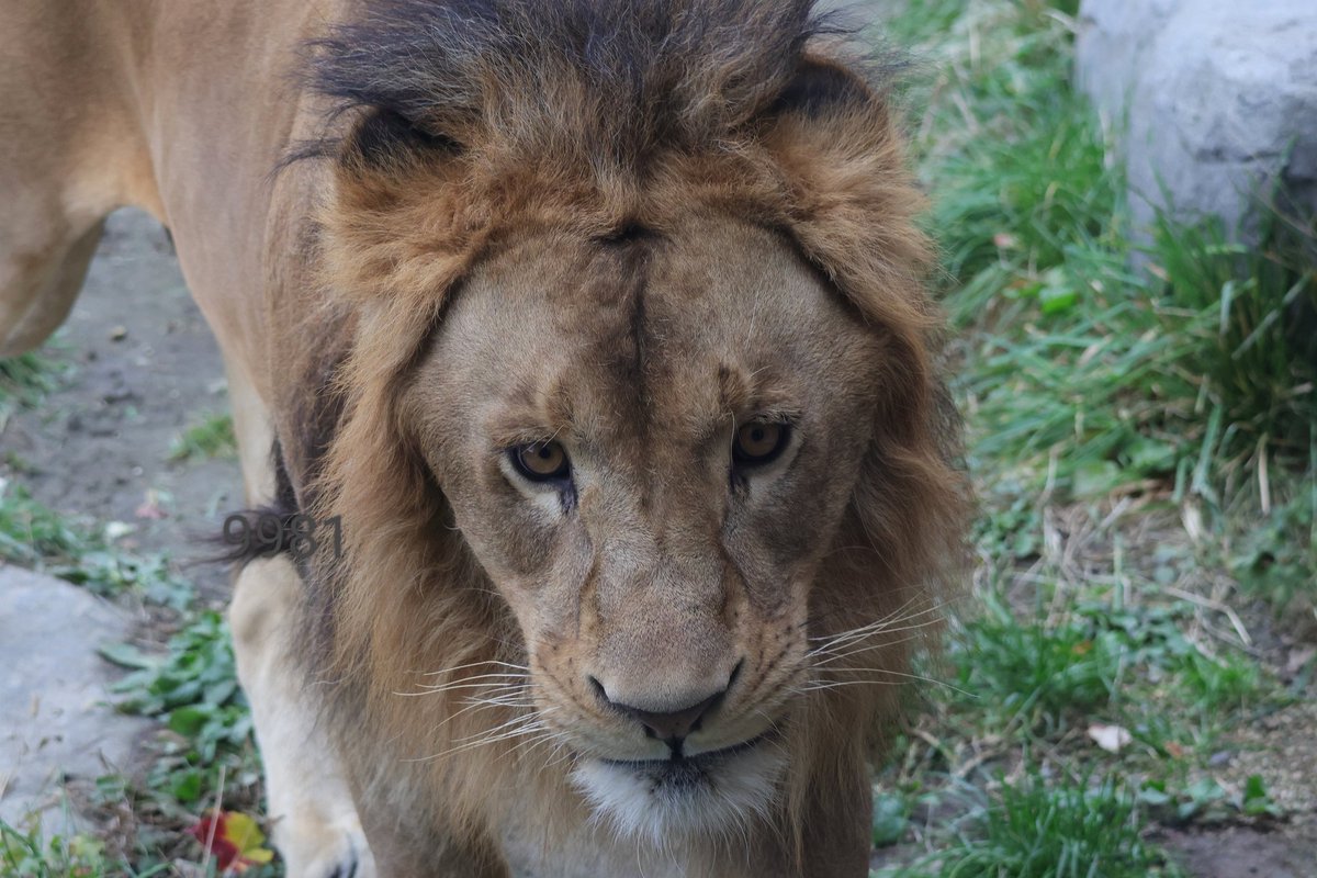 迫力あるライオン はちべえ on X