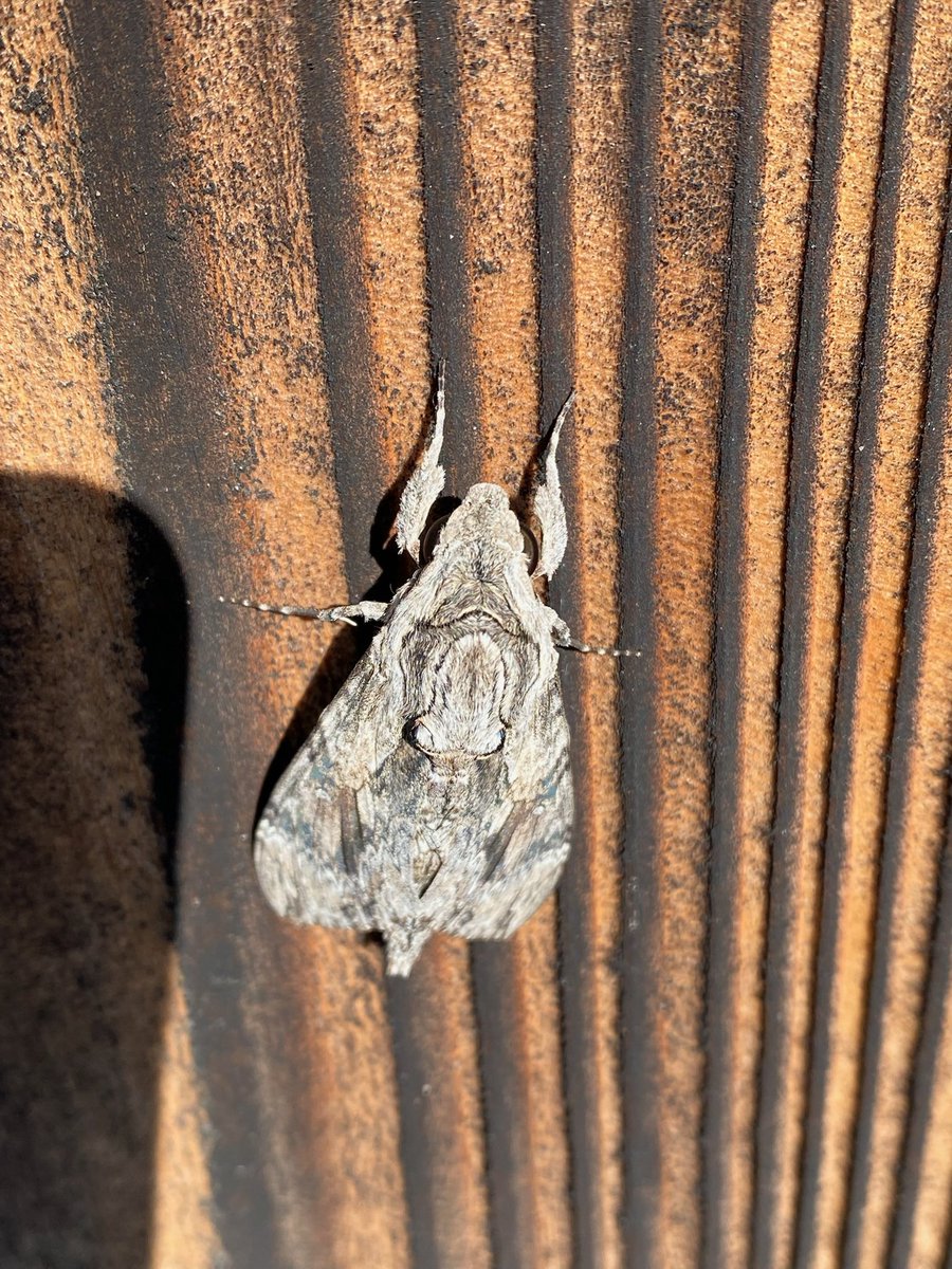 SantaMariaNobella ACQUA カキカキ SantaMariaNobella ACQUA カキカキ様専用