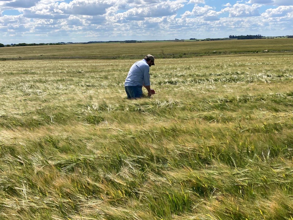 #Cebada para micropicado 

Buscando el momento ideal para su procesamiento y posterior ensilaje 

La inoculación la realizamos con #JosilacGrass 🇩🇪 que tiene la mejor formulación y más rentable del mercado con más de 5 años en 🇺🇾

<a href="/sns_uruguay/">Smart Natural Solutions SNS Uruguay</a>  🇺🇾  #Josera 🇩🇪