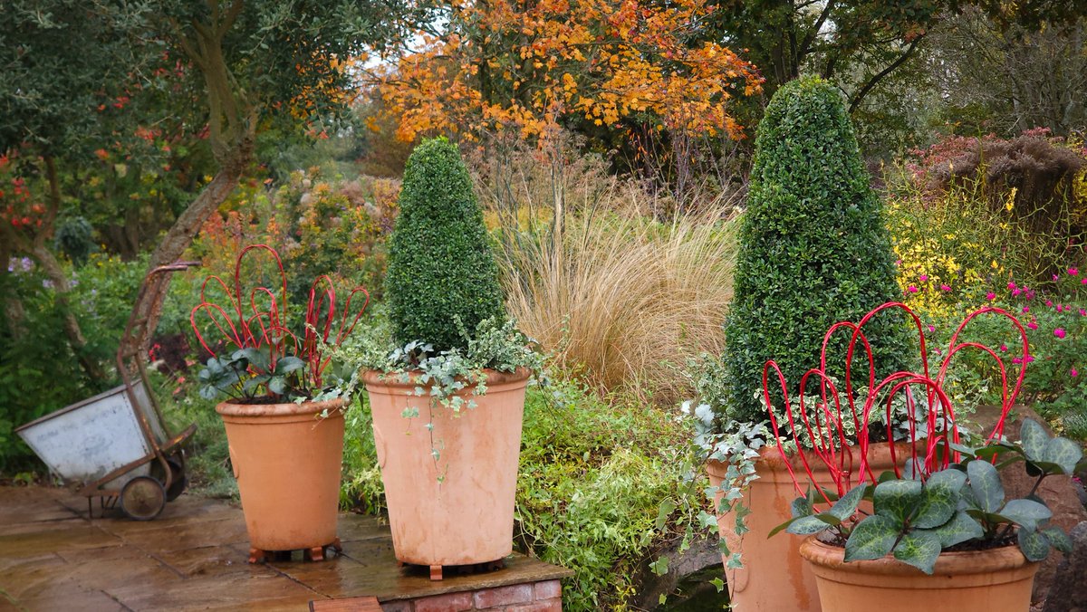 John's Garden at Ashwood is looking wonderful and is open every Saturday 10-4pm. <a href="/JohnsGardenAsh/">John's Garden</a>