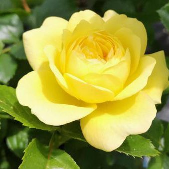 フォローありがとう!!