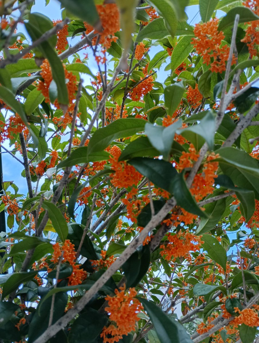 Ｘ(旧Twitter)界の皆様、おはようございます🌅
２０２５年１１月１日(土曜日🗻)です。
今日がお誕生日の皆様、おめでとうございます🎉
今日もいい一日にしていきましょう🍂
#花のある暮らし
#花のある風景