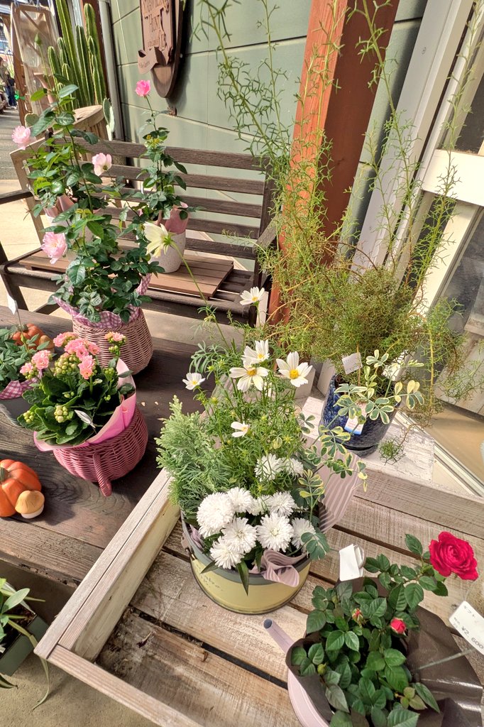 花柴 花柴コロン on X