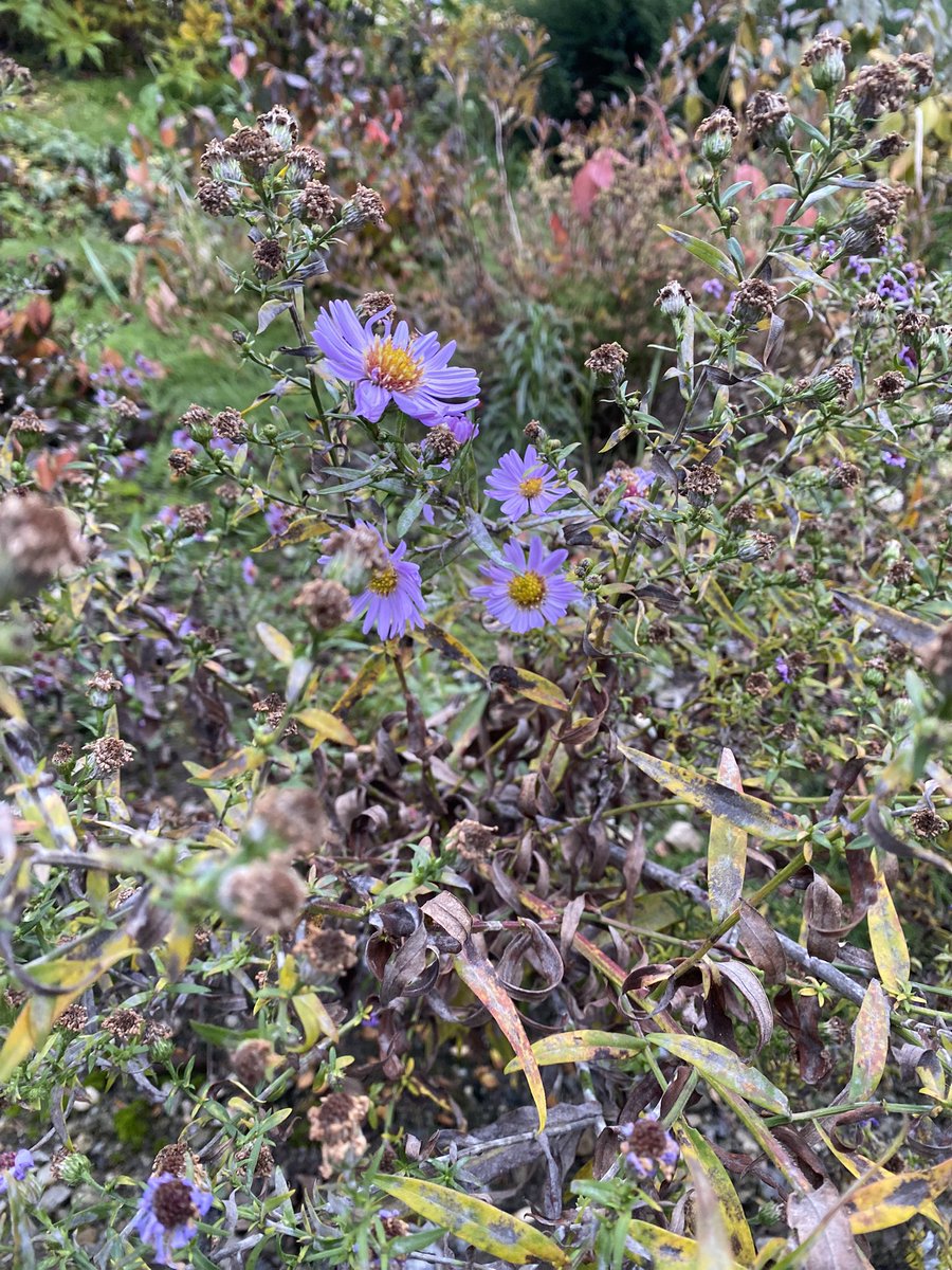 Sonia Zuccaro tweet media