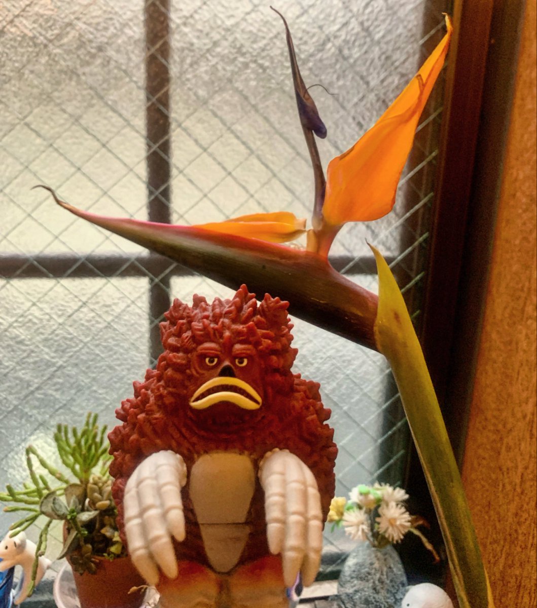 messem_8787's tweet photo. 🧡ストレリチア✨✨✨
#strelitzia 
#ガラモン 
#garamon 
 https://t.co/OW2UC2Gcf2 https://t.co/nEkHJkbi4e