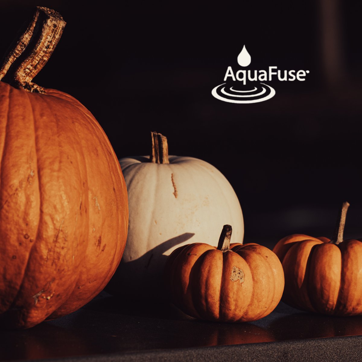 AquaFuse tweet media