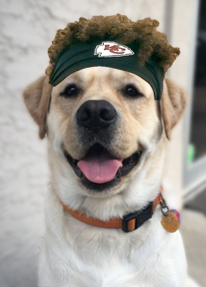 IntegrityRoofKC's tweet photo. Which outfit will get me the most treats? 📷📷 📷 https://t.co/ydQCIFcAjk