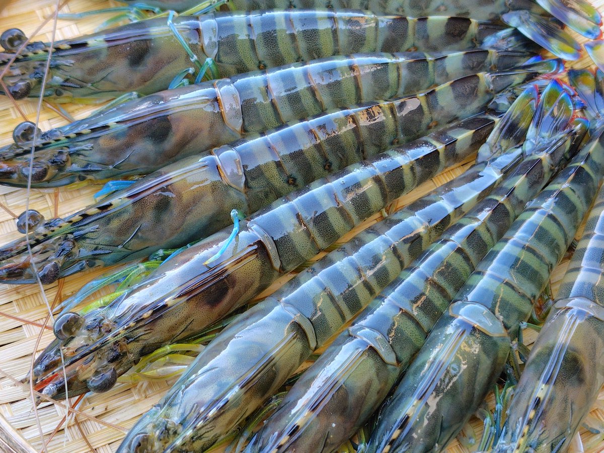 おはようございます🍁

こちらは雨の降りやすい空模様ですね🌧️

11月もスタートしました✨
いよいよ車海老の出荷シーズンも本番🦐
気持ちを引き締めて１日１日を大切に積み重ねていきたいですね！

今日も笑顔で頑張りましょう💪
素敵な週末を🫡
#おは戦71101🍩MD