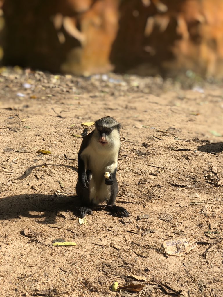 mopelola1111's tweet image. I went on a departmental field trip, we visited Nike Art Gallery and the Osun osogbo groove 
I saw different art works, the old adire attire, met the osun river with other things and I had fun 🤩 ❤️