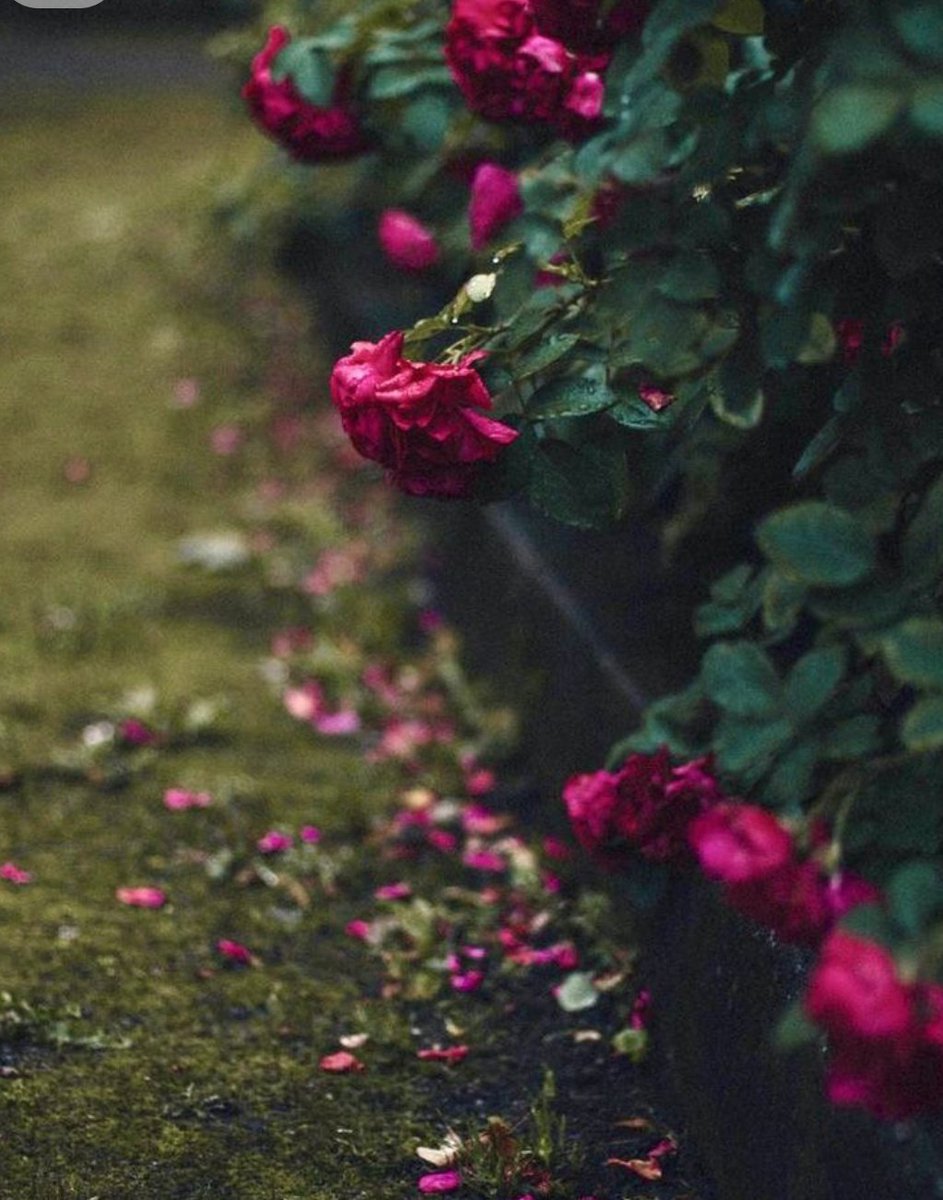 "Gül bahçesinde kimse dikensiz bir hayat beklemesin."