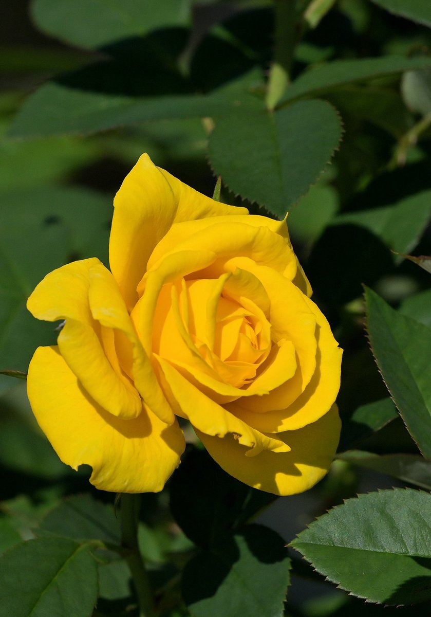 みかりん様♡5月オーダー用 みかりん on X