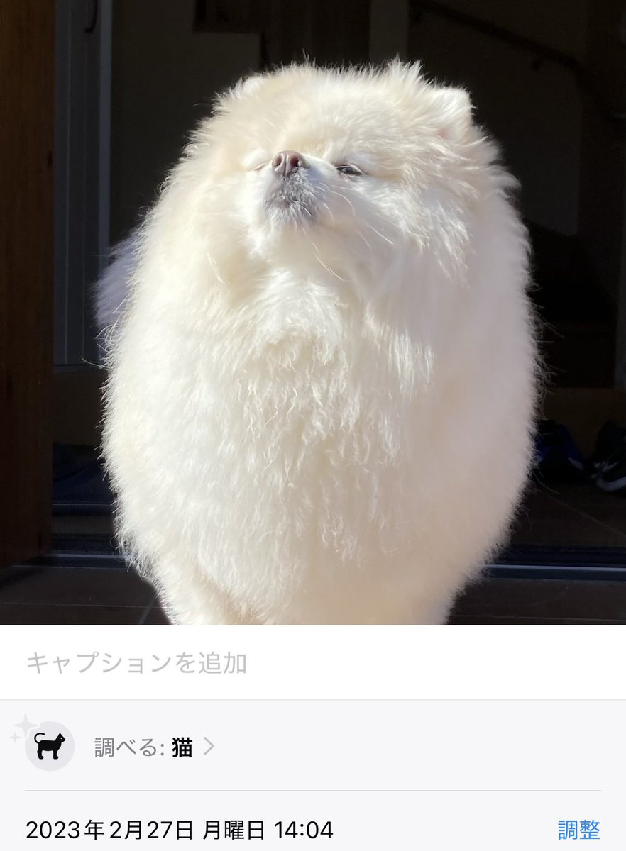 ワンコ　プロフィール確認要❣️ nicoプリント🩵 (@nicoprint_25) • Instagram photos and videos