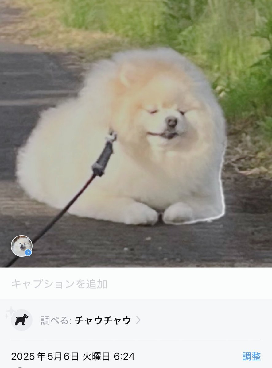 ワンコ　プロフィール確認要❣️ nicoプリント🩵 (@nicoprint_25) • Instagram photos and videos