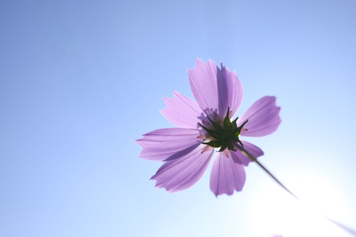 matsu_photovlog's tweet image. 三連休、天気良さそうですね！

Sigma BF
SIGMA 45mm F2.8 DG | Contemporary

#Sigma 
#SigmaBF