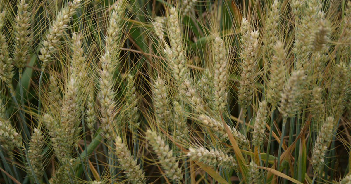 TheSIAMNews's tweet image. On the SIAM News Blog, Nina Fischer explores how expansions to current #historymatching calibration methods for models of wheat growth can achieve higher efficiency with fewer #computations when compared to existing models. Check it out! #SIAMCSE25 siam.org/publications/s…