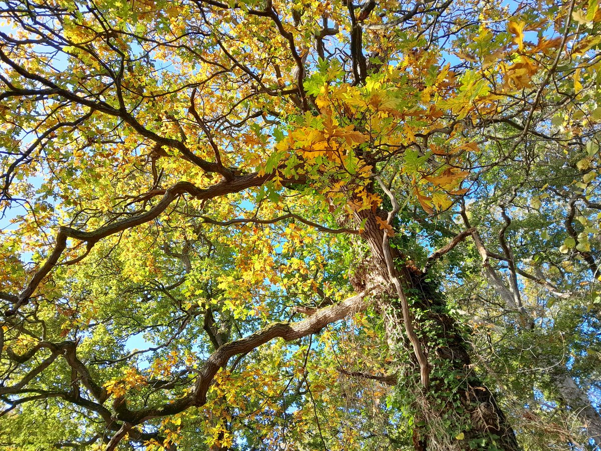 esjkerwin's tweet photo. Photos from a recent trip to Guildford and a walk along the River Wye. Autumn can look so beautiful in the sunshine. https://t.co/2cmUMHcD3a