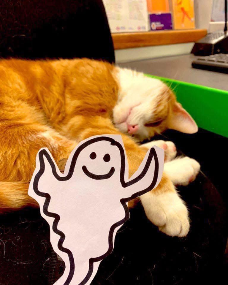 TheStourbridge's tweet image. Night night sweet dreamies 

Don’t worry if today felt a bit scary.
Courage doesn’t mean you weren’t afraid,  it means you showed up anyway

#CatsOfTwitter #cat