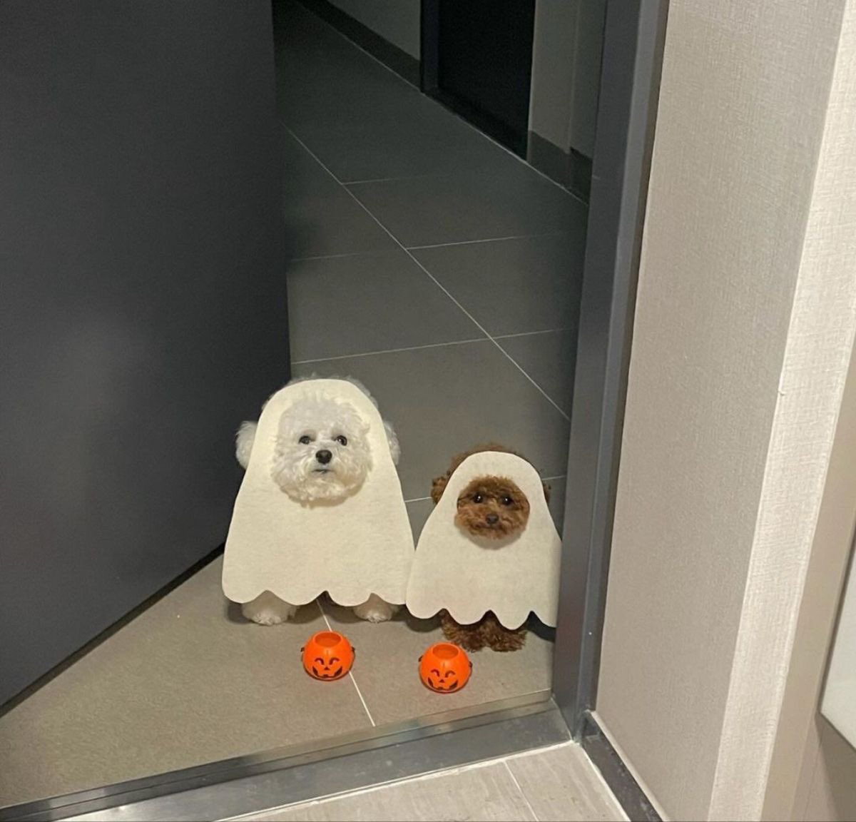 💖 (@twaniimals) on Twitter photo 